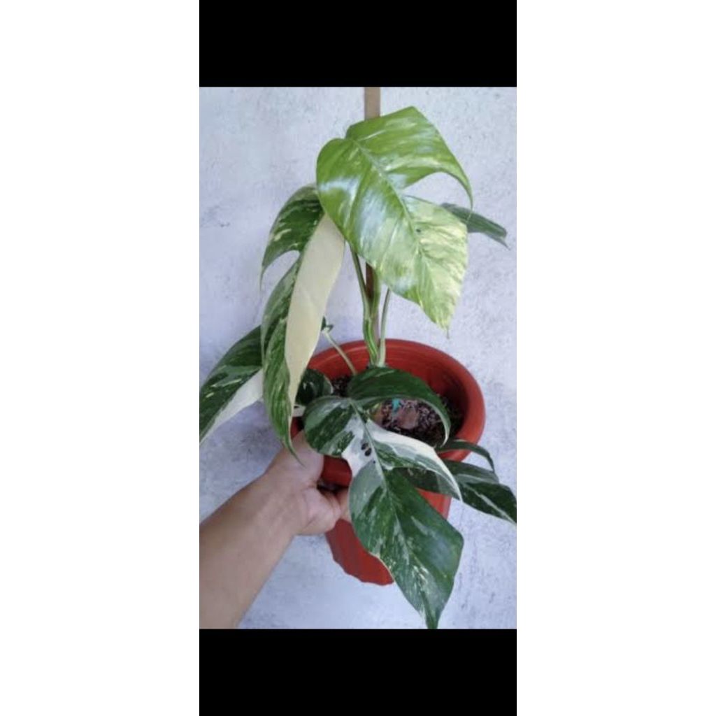monstera ekor naga varigata / epiprenum ekor naga varigata / epip ekor naga