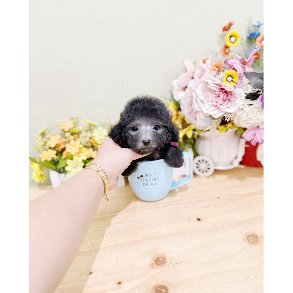 best quality teacup silver poodle tea cup tiny tini toy podle pudel podel pudle poodel