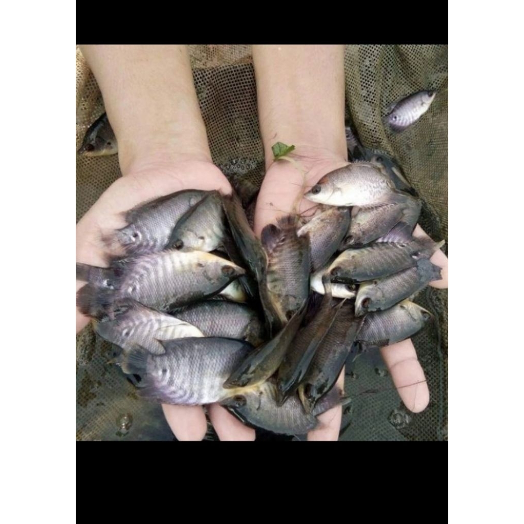 gurame soang  uk korek kayu