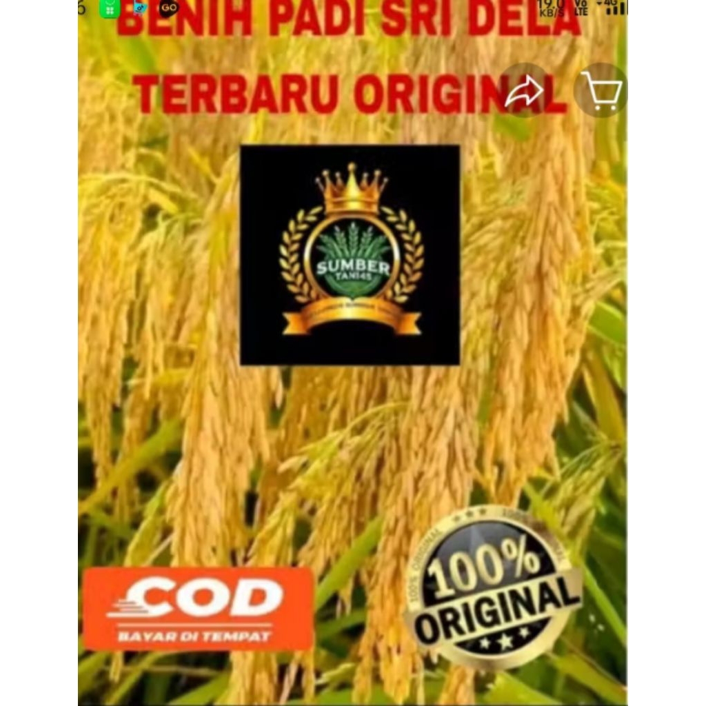 benih padi SRI DELA (5kg)
