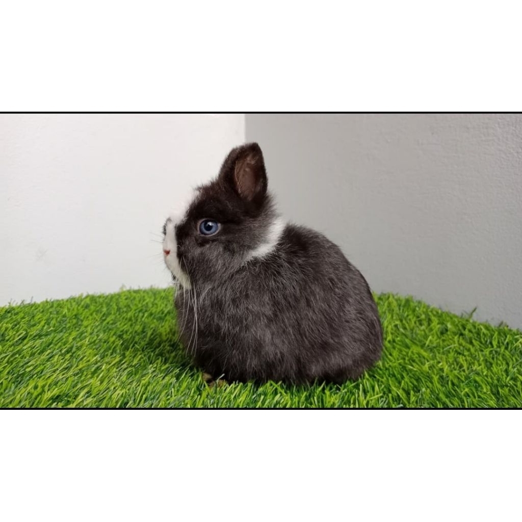 Kelinci Netherland dwarf Brood