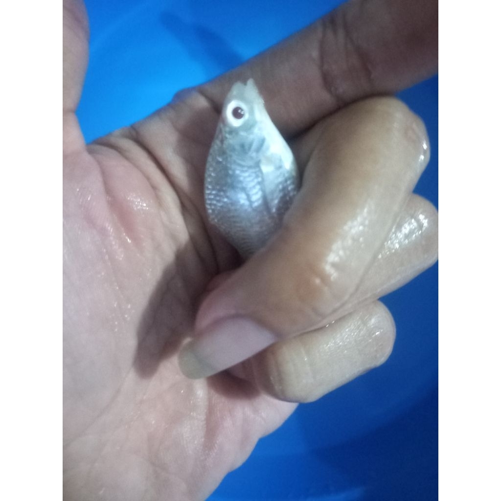 ikan kaviat flatinum mata merah ukuran korek