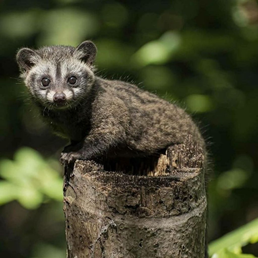 Musang Pandan + ( Kandang ) Baby 3 Bulan - Harum Wangi, Sehat & Manja - Musang Pandan Baby Super Gem