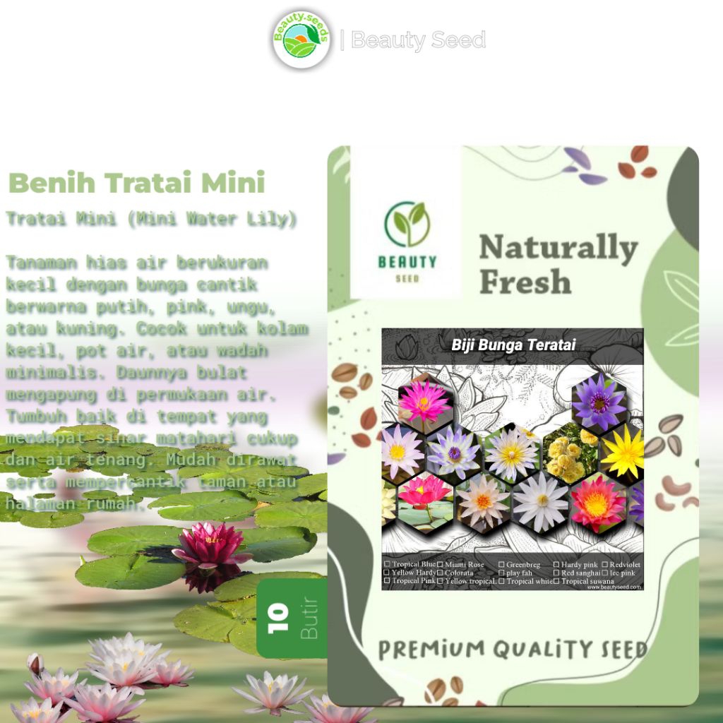 BIJI BENIH BUNGA TERATAI MINI - BIJI TERATAI ISI 10 / BIJI BUNGA TERATAI MINI MURAH ( BIJI BUNGA TER