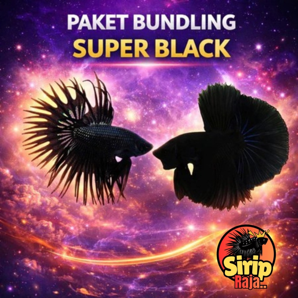Paket Bundling Super Black Cupang | Isi 2 Cupang Hitam Premium