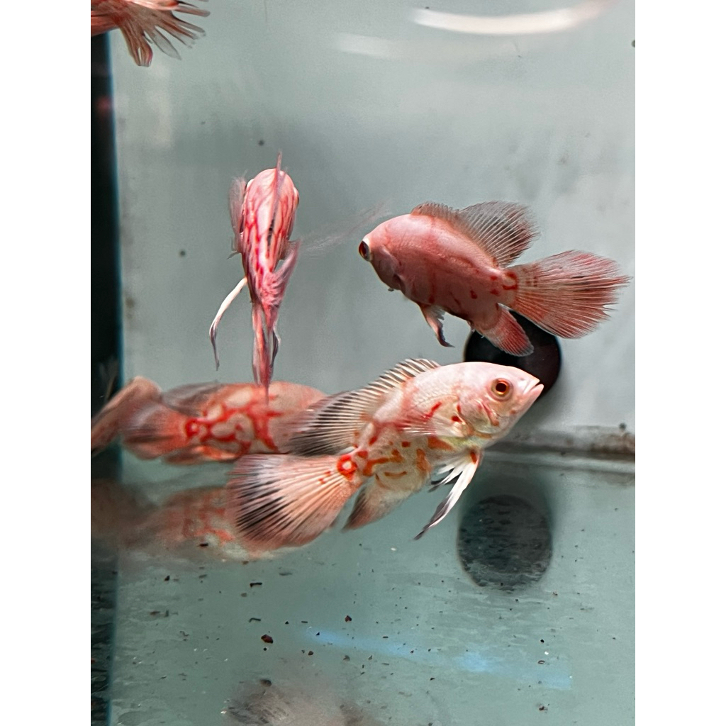 Ikan Hias Oscar Redchili Slayer 4-5cm