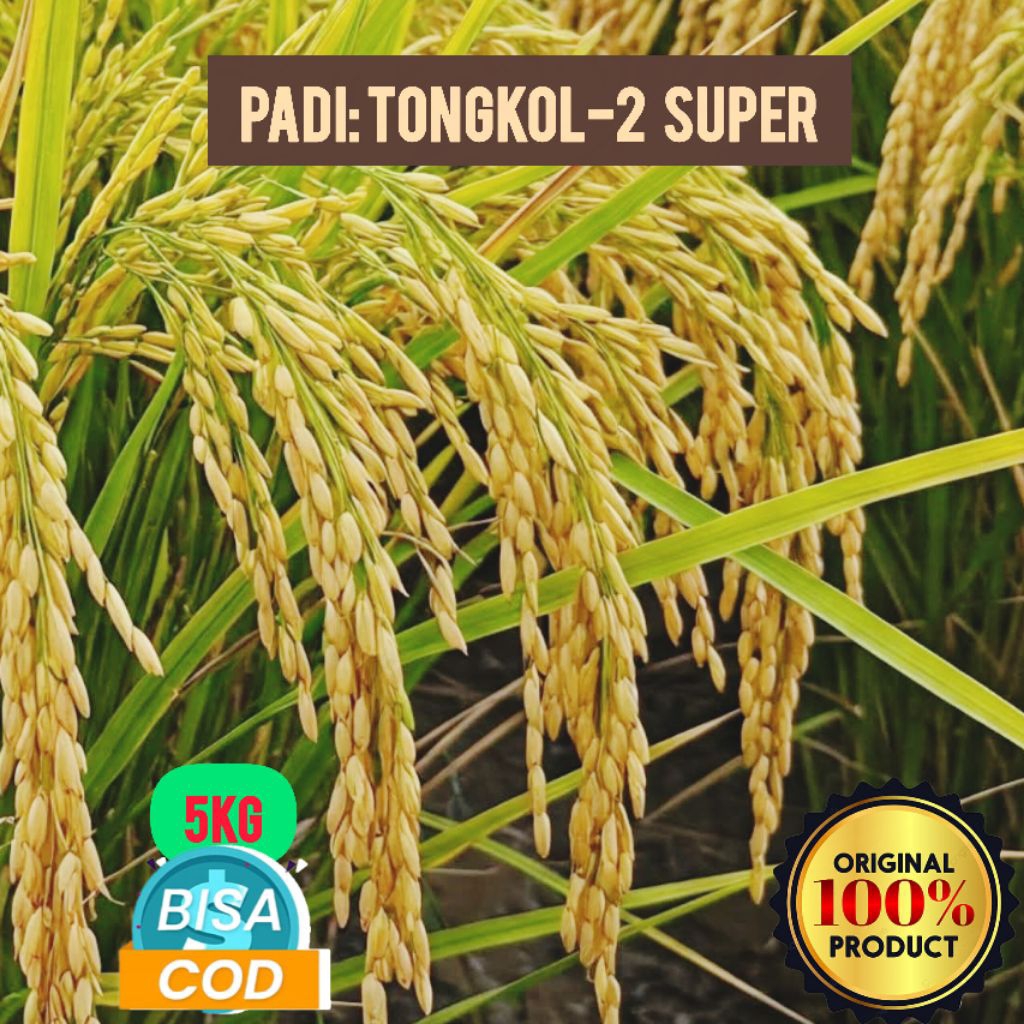 Bibit Padi Unggul TONGKOL 2 Super Kualitas Unggul Kemasan 5Kg