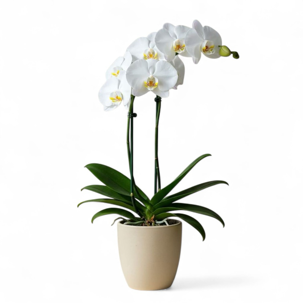 (BISA COD) TERMURAH Bunga Hias Anggrek Bulan JUMBO PASCA BUNGA Tanaman Hias Anggrek Bulan Tanaman Hi