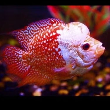 Update terbaru Burayak Louhan lohan Short Body Red White