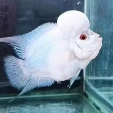 Terbaru Burayak Louhan Lohan Thaisilk Platinum White Calon Bhoom Head VIp 3 cm