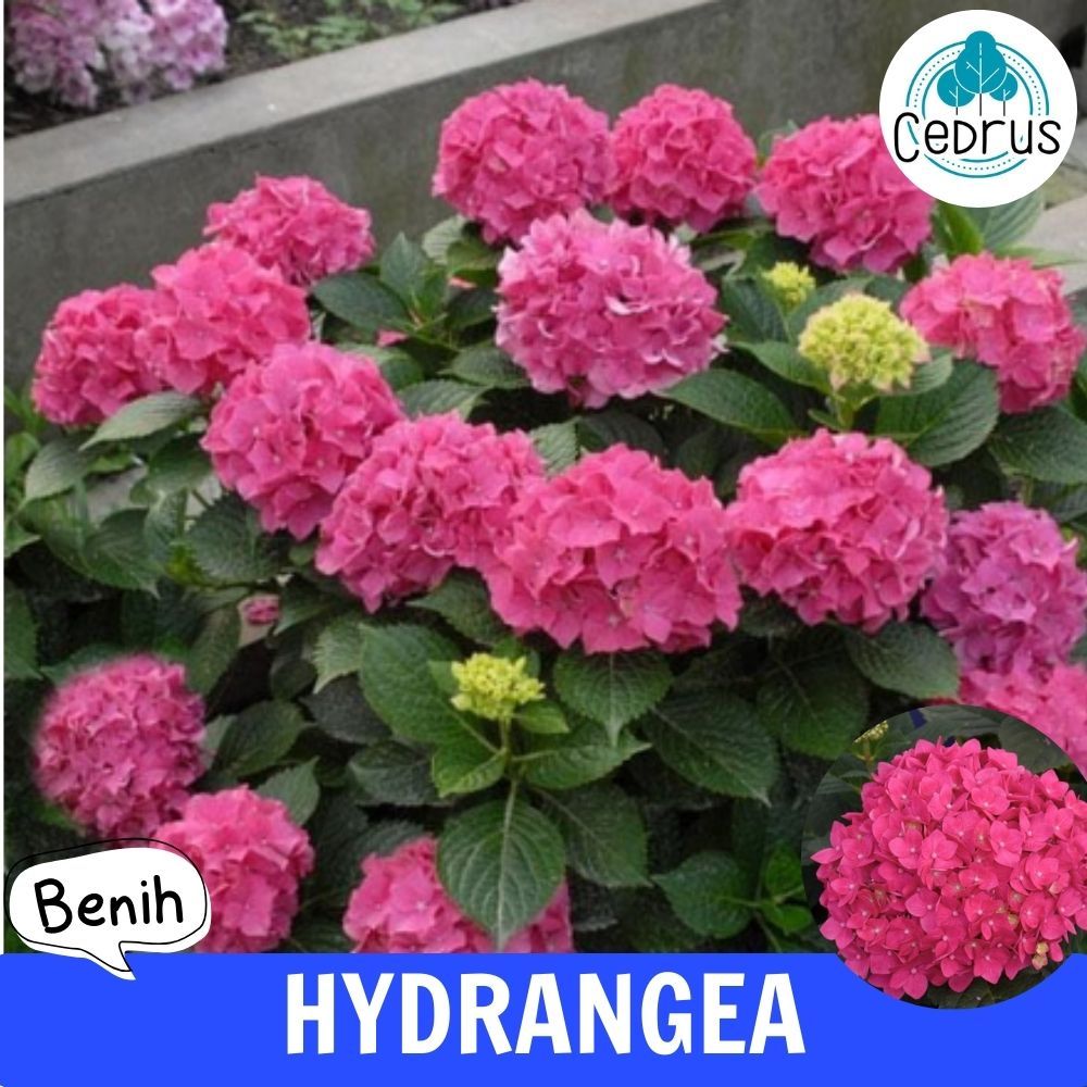 Benih HYDRANGEA PINK - Bibit Biji Bunga