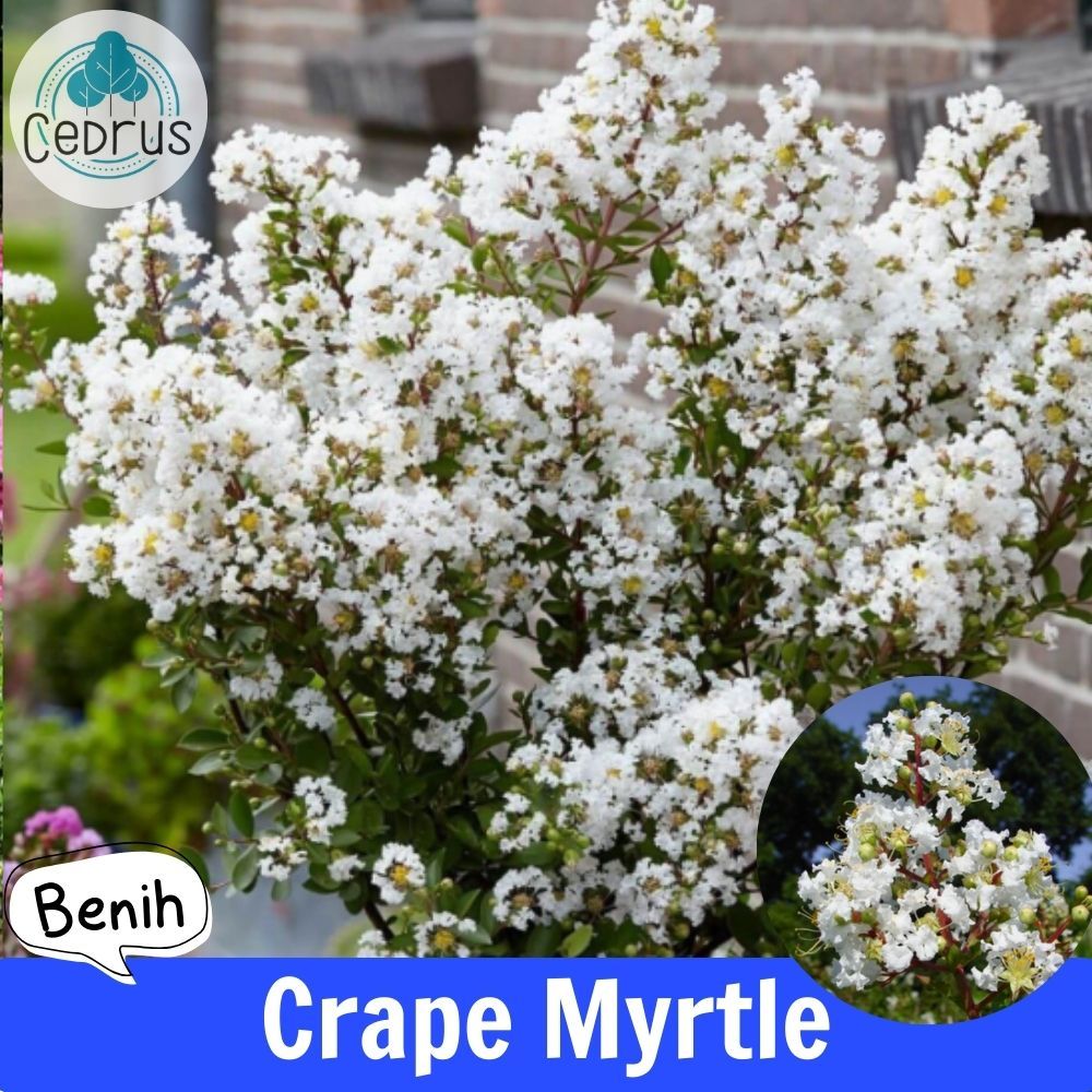 Benih CRAPE PUTIH Bungur Myrtle - Bibit Biji Bunga
