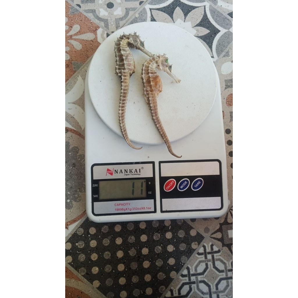 Kuda Laut Kering PILIHAN JUMBO KUALITAS A Super Ukuran 11-16cm(1biji)