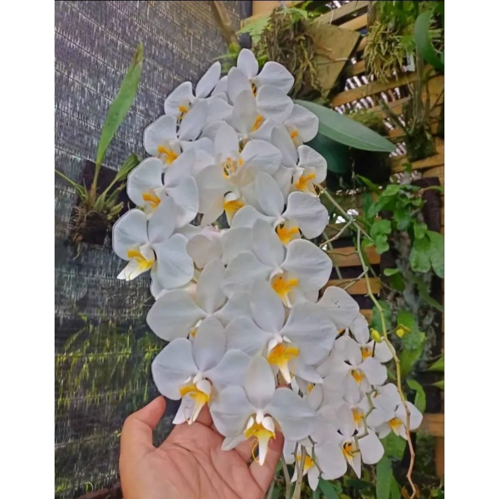Anggrek Bulan Phalaenopsis amabilis Jawa DEWASA - Bunga Putih Besar, Mudah Dirawat, Siap Berbunga
