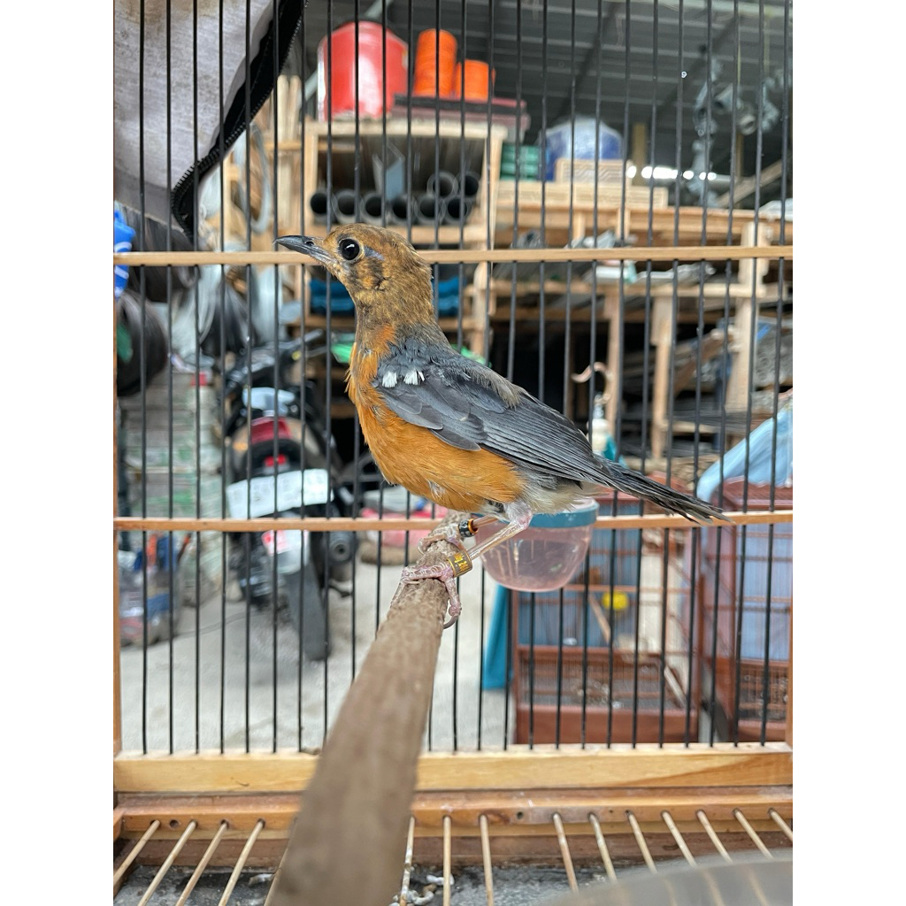 trotol anis merah ring teguh jaya