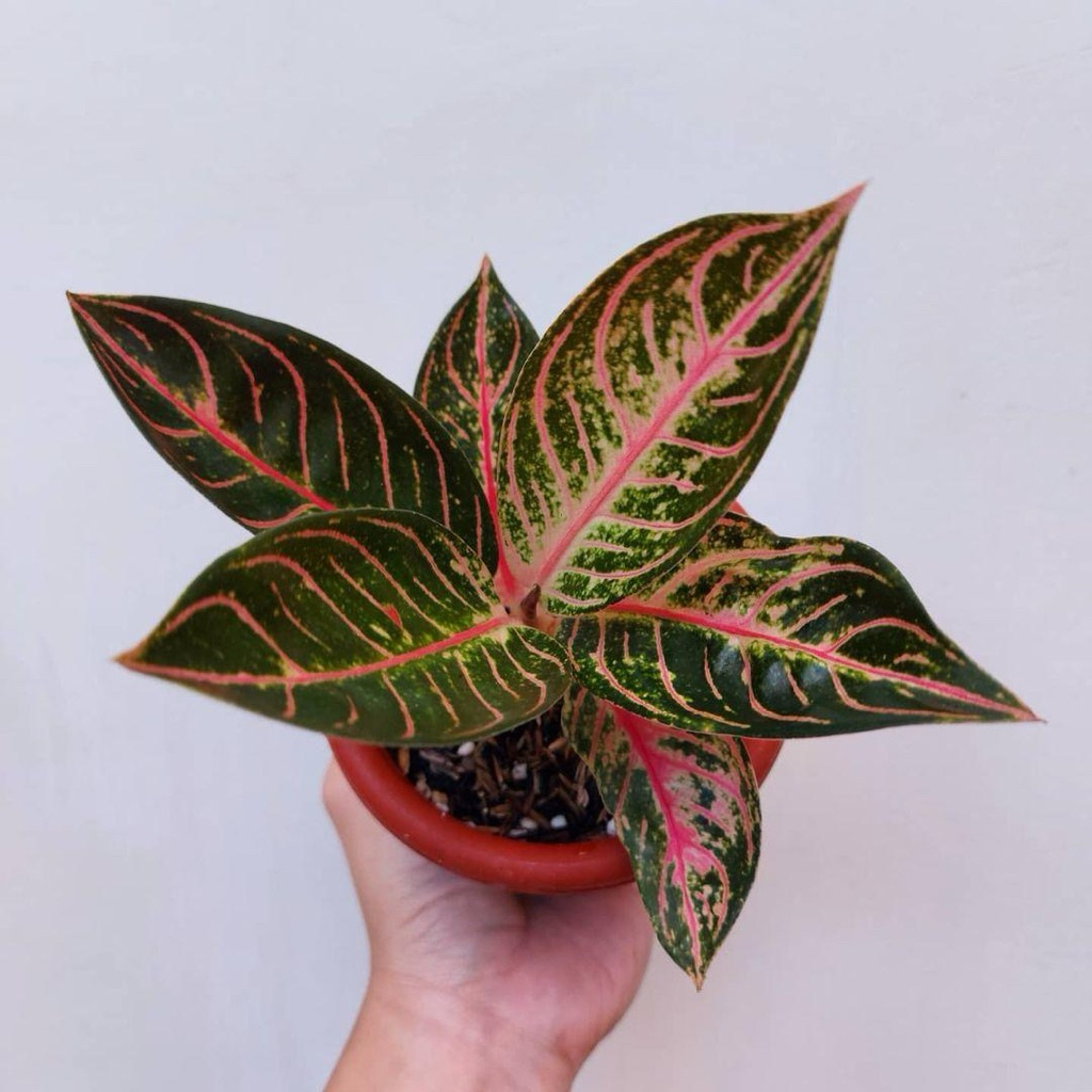 Aglonema red sumatra | Tanaman aglonema red sumatra | Aglaonema pride of sumatra