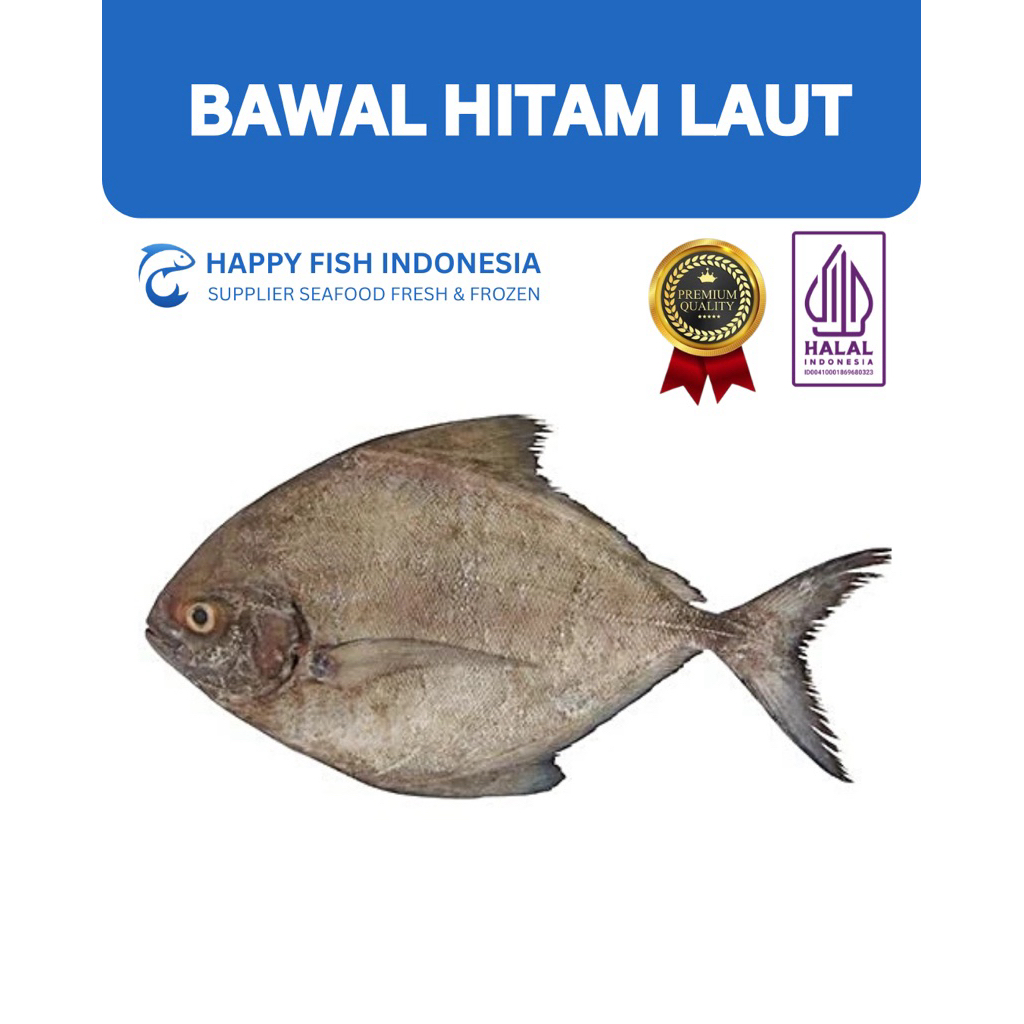 Bawal Hitam Laut 1kg - Bawal Banci - Ikan Bawal Frozen
