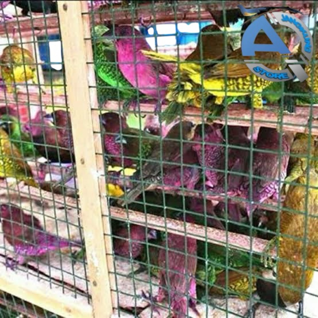 Burung Emprit Pking Warna-warni Hidup Per Ekor
