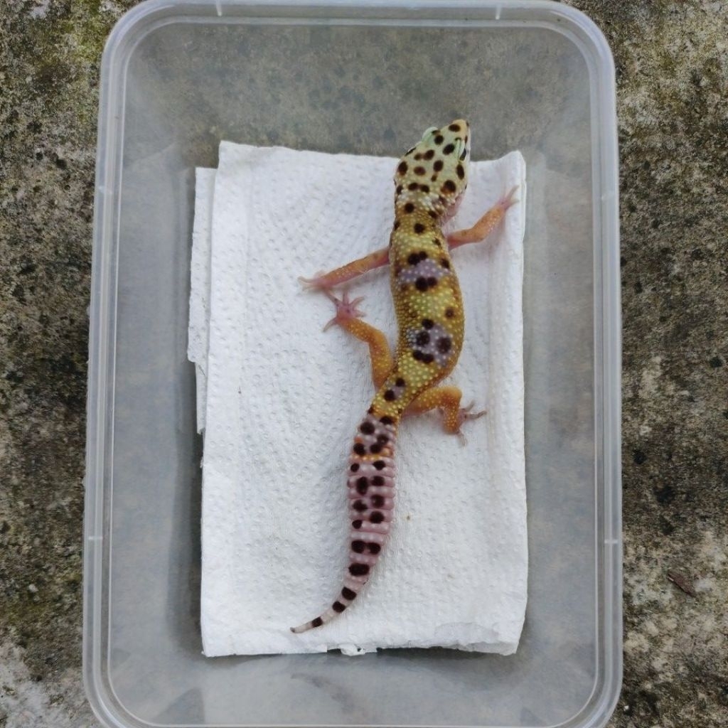 MAINAN ANAK GECKO MINUSAN JUVE_BLACKNIGHT FEMALE