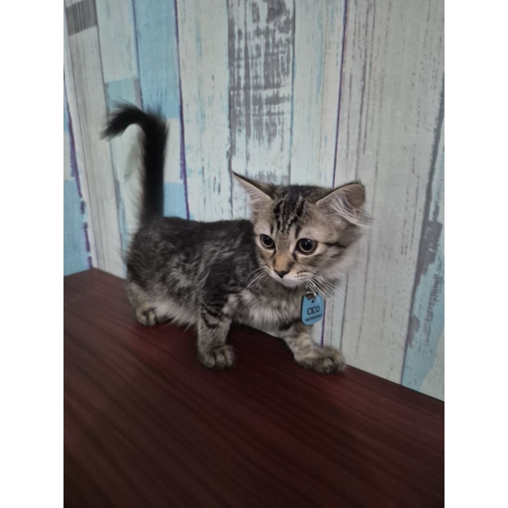 Anak Kucing Kitten Jantan Himalaya 3 Bulan