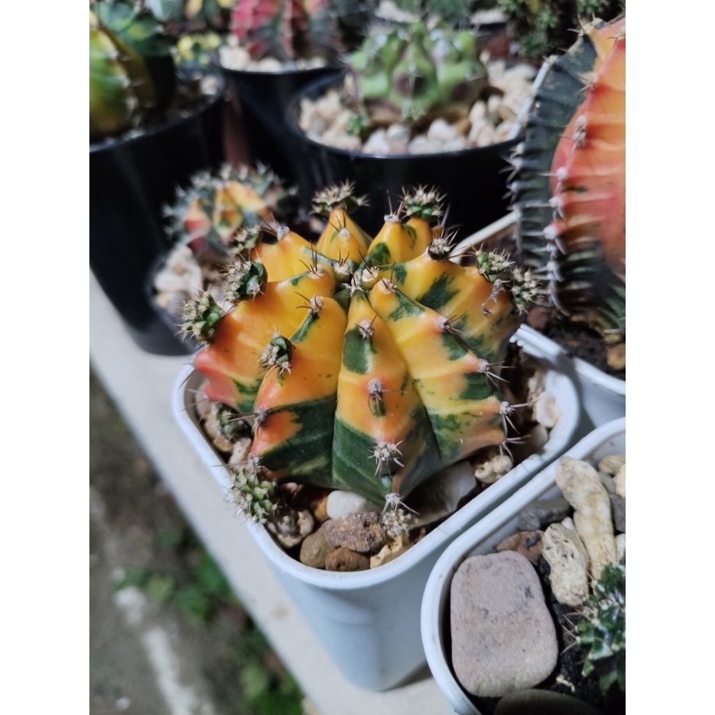 Gymno Miha variegata