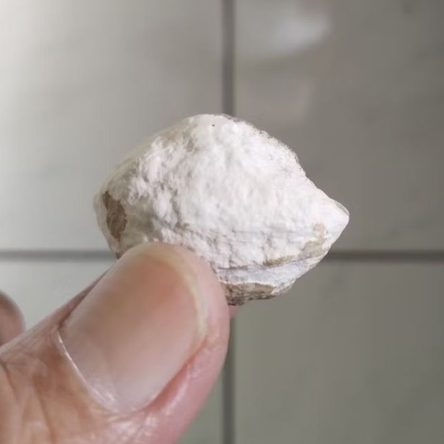 Kemiri Adu Muncang Adu Yanti Sagara Urgen Tua Jatuhan