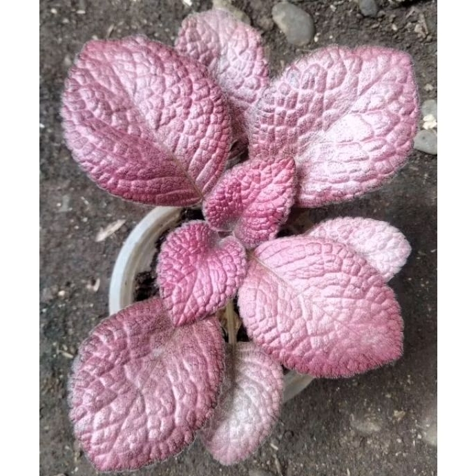 episcia import pink flaminggo