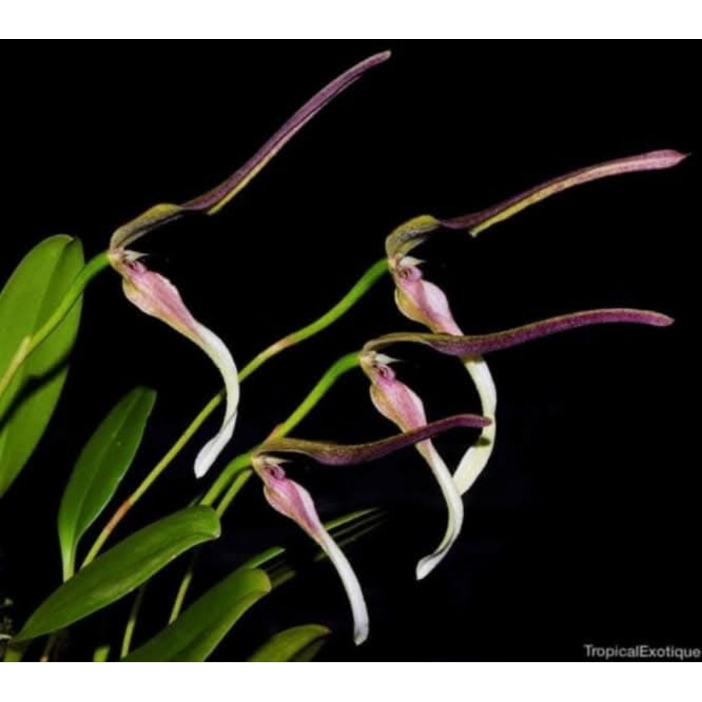 Bulbophyllum antenniferum