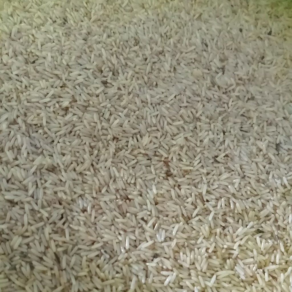 Telur Jangkrik Alam 1kg