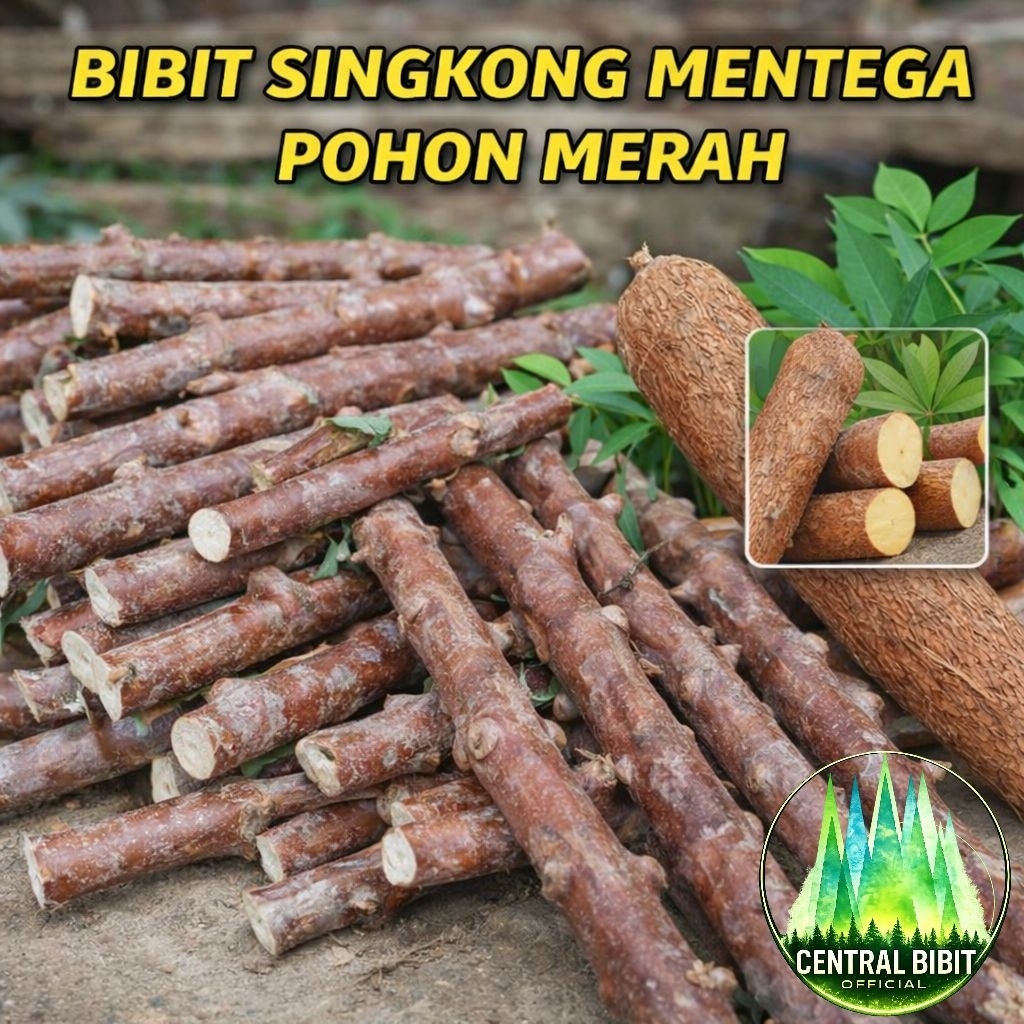 [ Serba 15k ] 10 Bibit Singkong Mentega Pohon Merah 30cm Siap Tanam