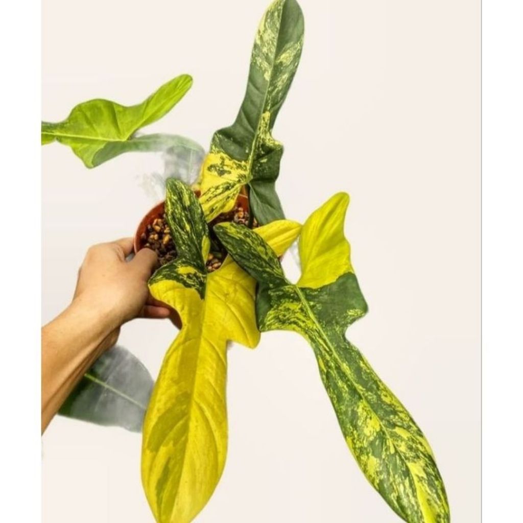 philodendron violin varigata