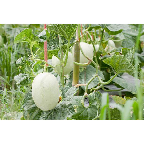 COD - BENIH BUAH MELON MADU PUTIH