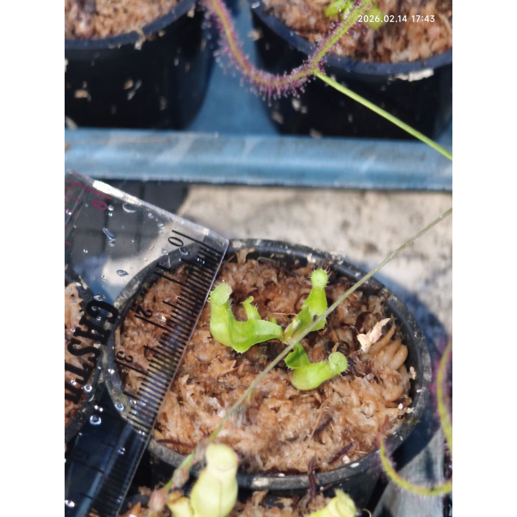 TANAMAN KARNIVORA nepenthes globosa hybrid