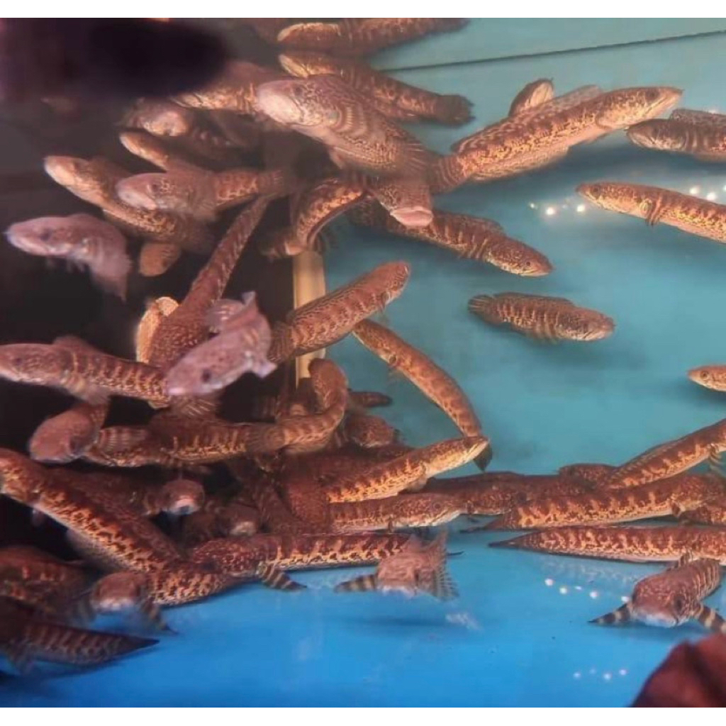 Channa auranti wc ukuran 3-4 cm corak bagus pilihan terbaik