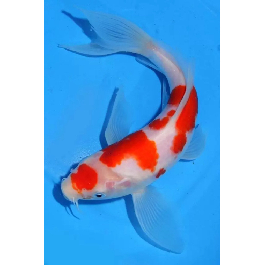 kohaku Sanke Slayer size 10-12cm Sehat Lincah Aktif Siap di besarkan