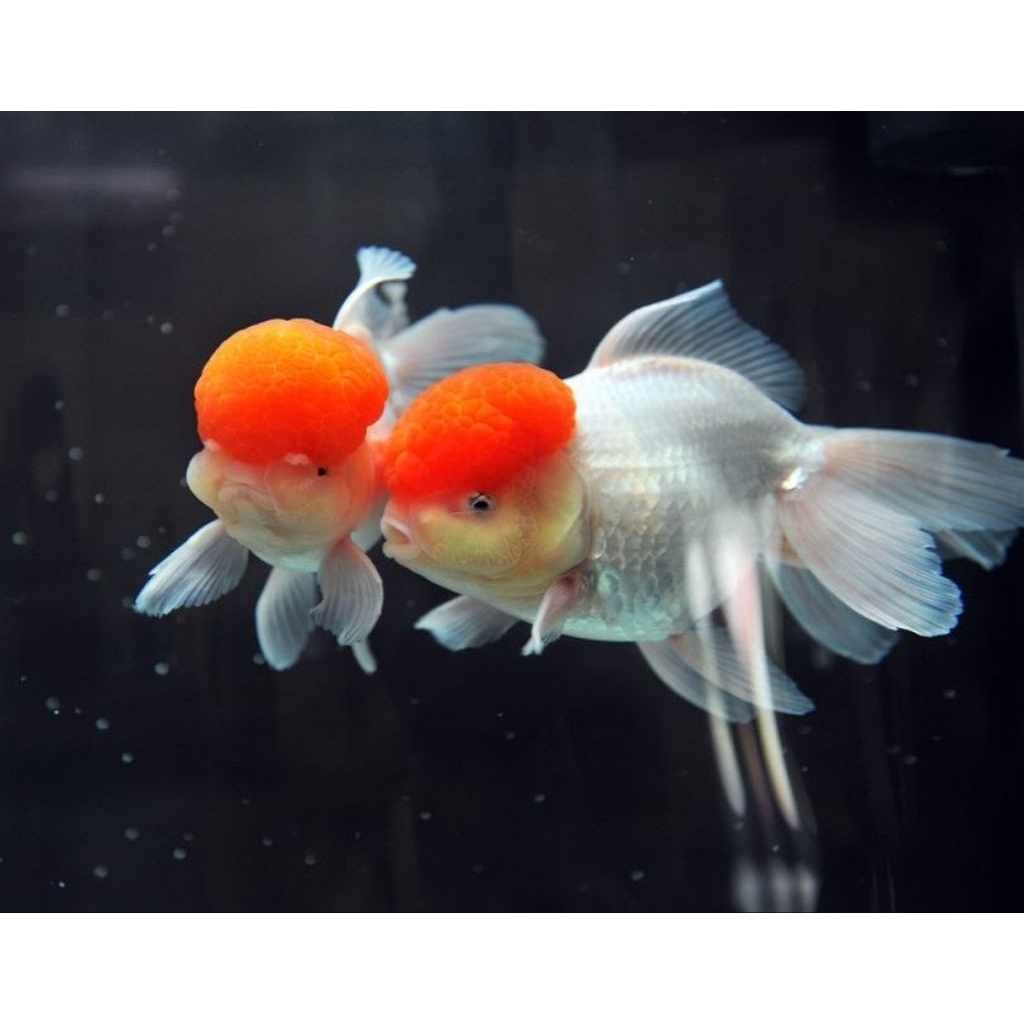 Aksesoris Aquarium Koki Oranda Red White Oranda RedCap Ukuran M Hiasan Aquarium |Ikan Hias Bozz Louh