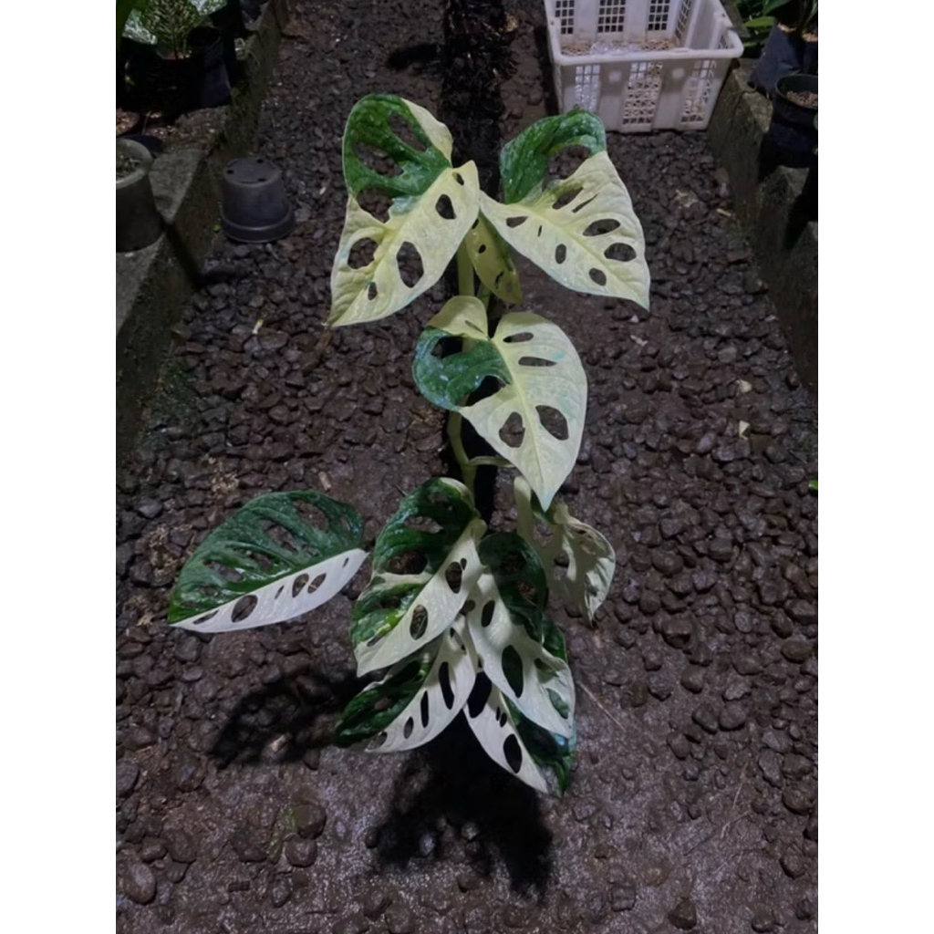Monstera acuminata varigata 1 daun/janda bolong jepang putih