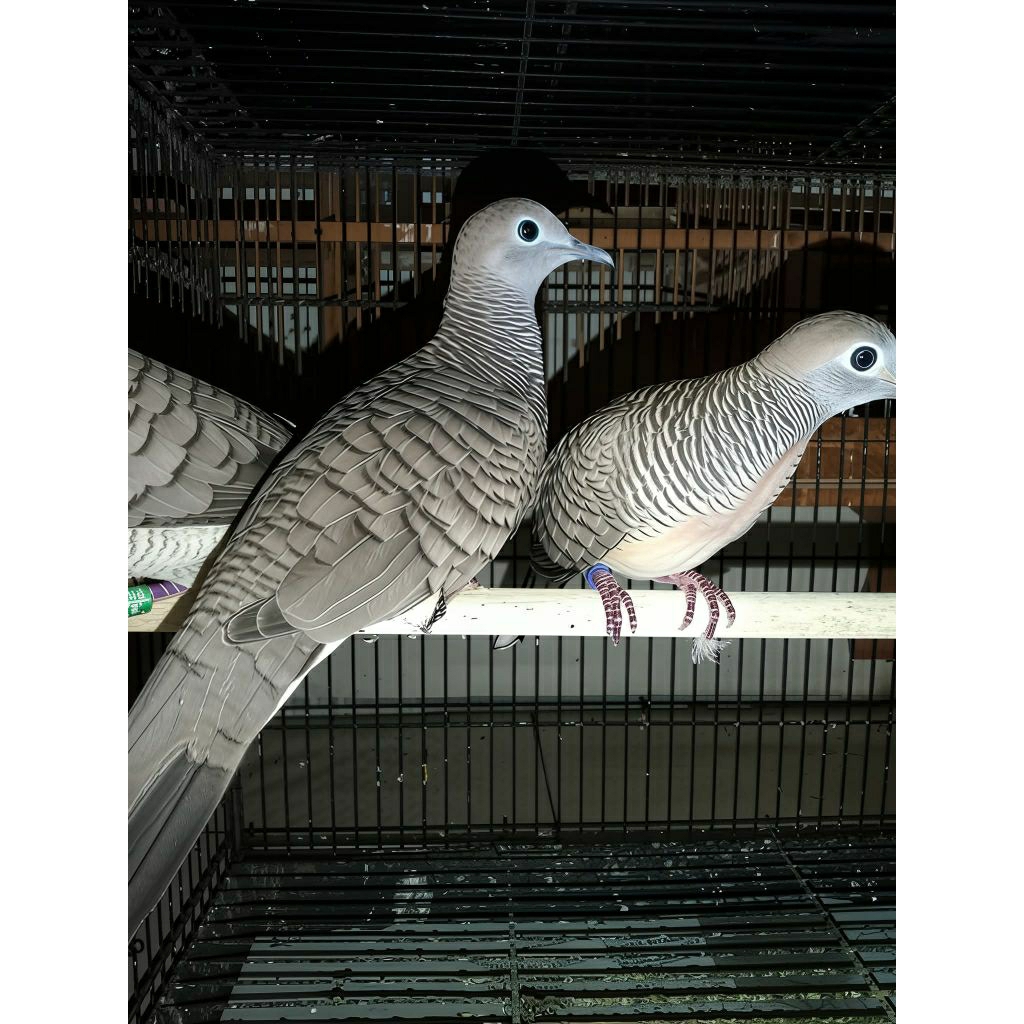 perkutut bangkok ori, perkutut bangkok bunyi, perkutut diamond perkuti australia