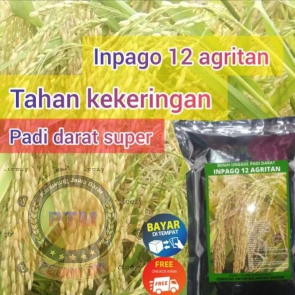 BENIH BIBIT PADI GOGO INPAGO 1KG