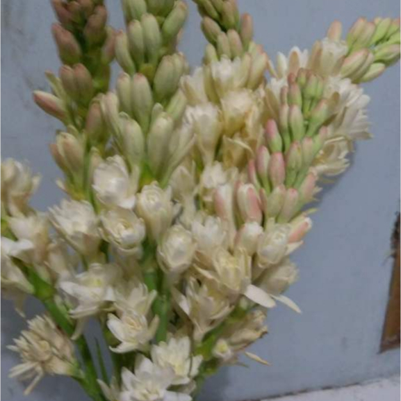 Bunga Sedap Malam Tangkai Bunga Asli Segar Wangi