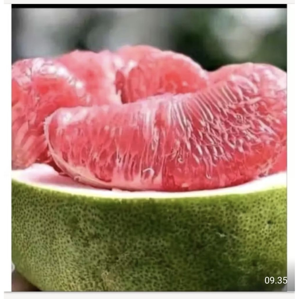 Jeruk Pamelo madu manis tanpa biji