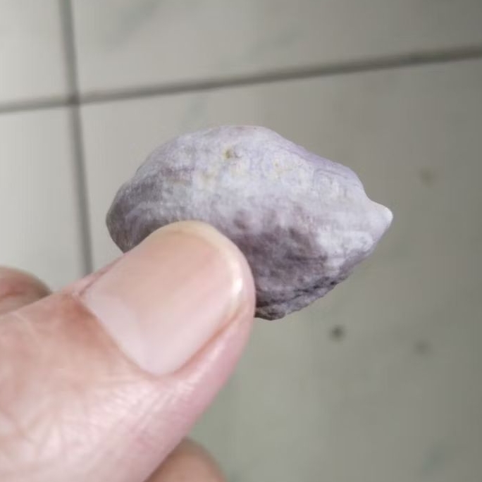 Kemiri Adu Muncang Adu Nyonyo ZT Ori Grade A Tua Jatuhan