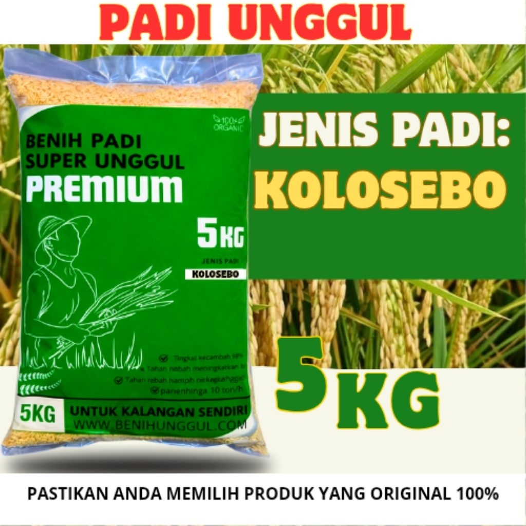 benih padi  kolosebo 02 original kemasan 5kg