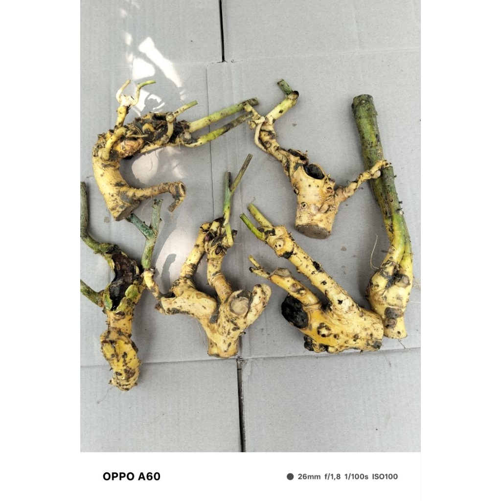 bahan dongkelan bonsai serut fres