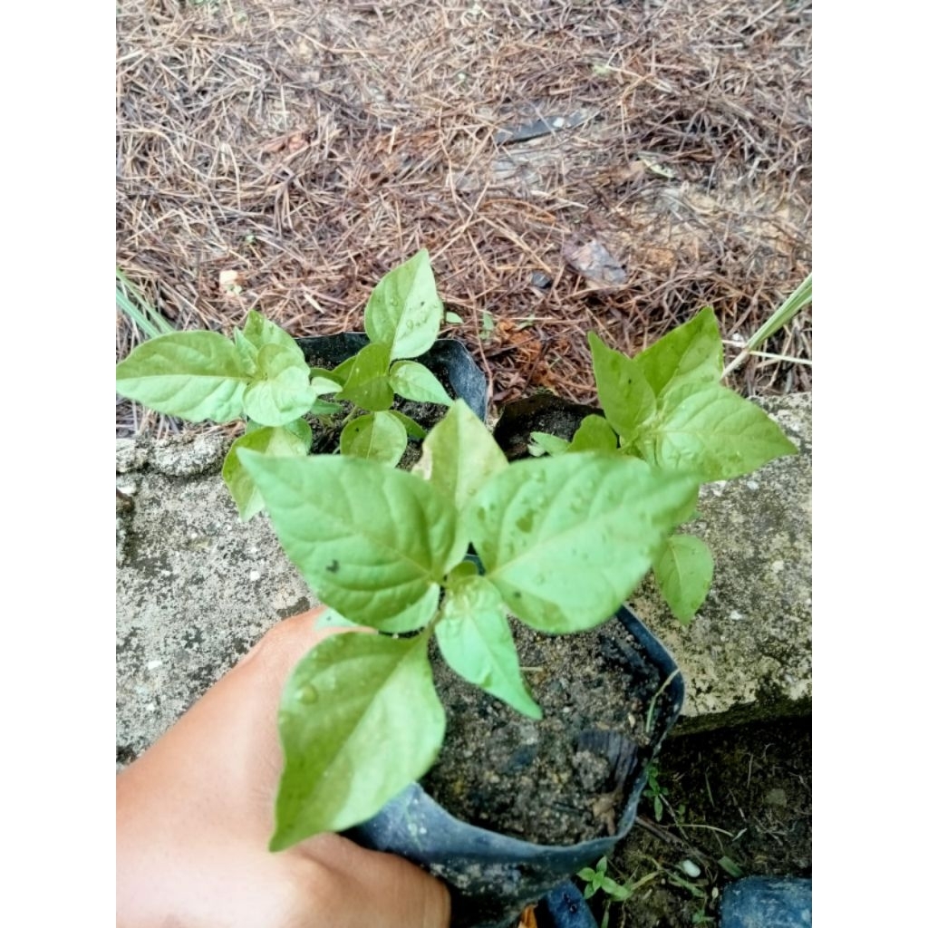Bibit Cabe Rawit Setan Siap Tanam