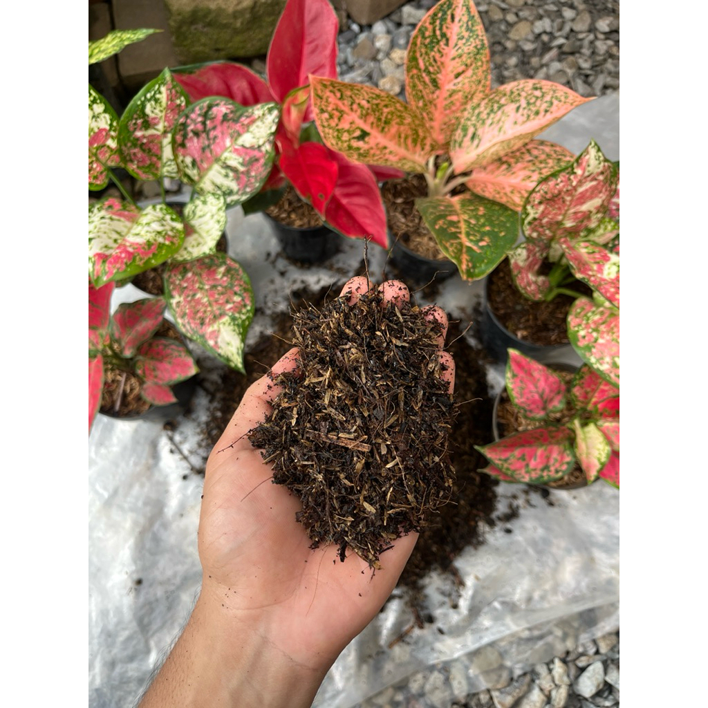 MEDIA TANAM / METAN BOOSTER PREMIUM AGLONEMA FULL FERMENTASI