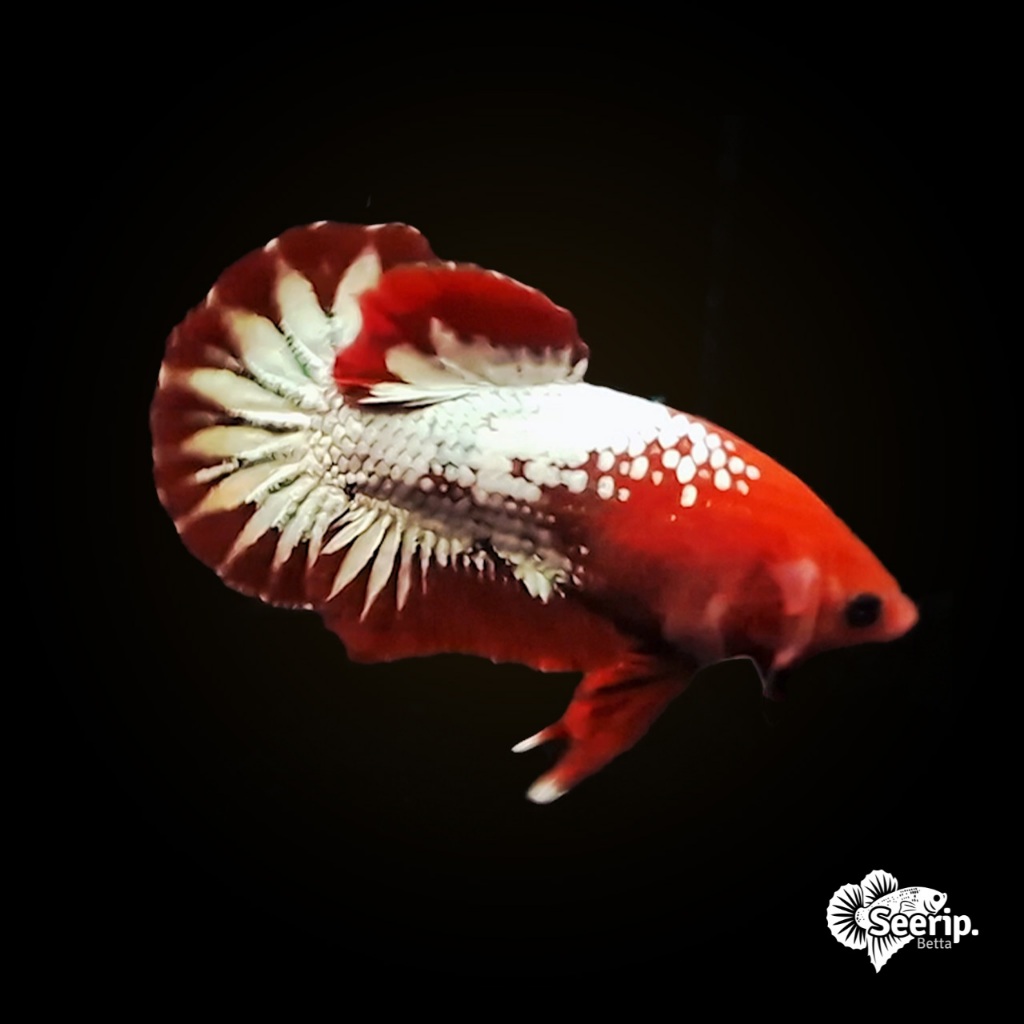 Plakat FCCP Startail | Seerip Betta