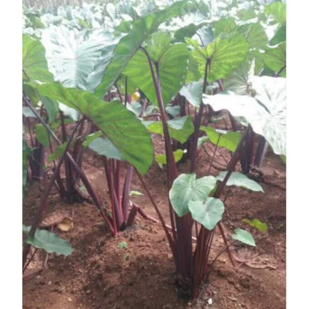 TERMURAHBibit Talas Merah Bogor Super Unggul Terlaris(Per30 pohon)