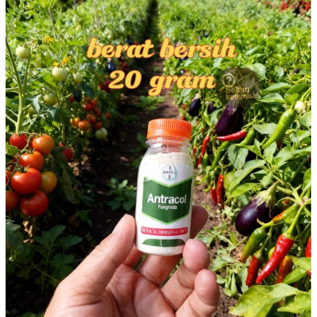 FUNGISIDA ANTRACOL20GRAM OBAT JAMUR