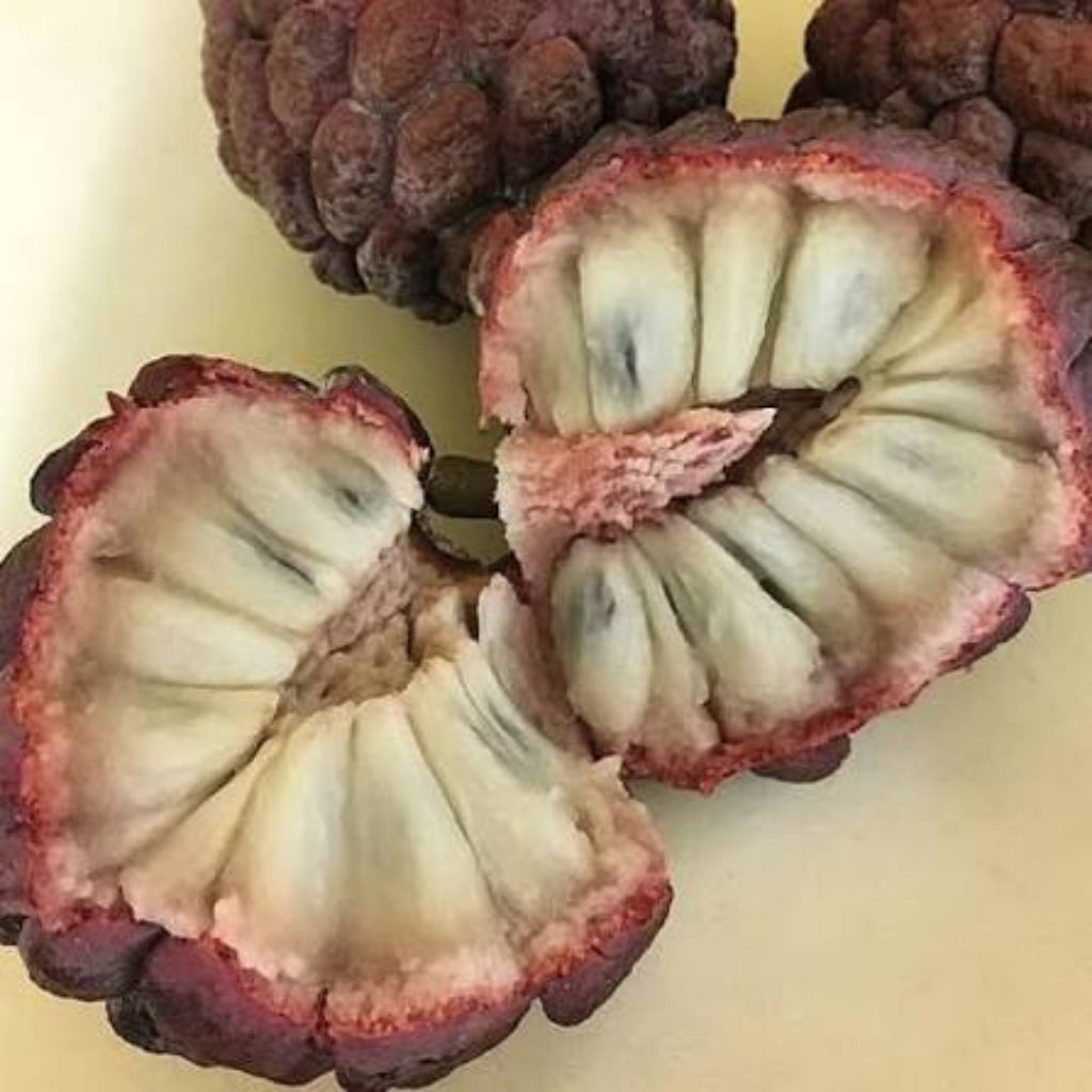 Buah Srikaya Merah 1 buah